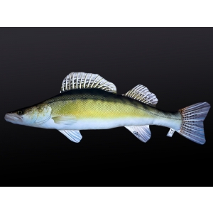 GABY polštář Candát 77cm